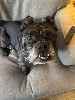 Rescue American Bulldog and Pit Bull Terrier Dogs for Adoption in Wake Forest, North Carolina - Fanny | PetCurious