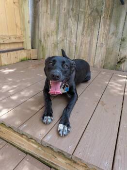 Labrador Retriever Dogs Available for Adoption in St. Augustine, Florida - Maya | PetCurious