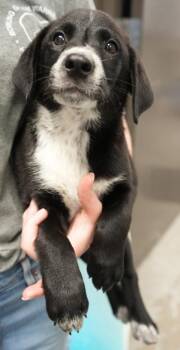 Macey -  Labrador Retriever and Mixed Breed Dog for Adoption in Bowling Green, Kentucky - Macey | PetCurious
