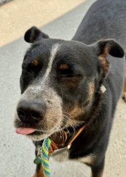 Howie -  Australian Cattle Dog Blue Heeler and Cattle Dog Dog for Adoption in Morristown, New Jersey - Howie | PetCurious