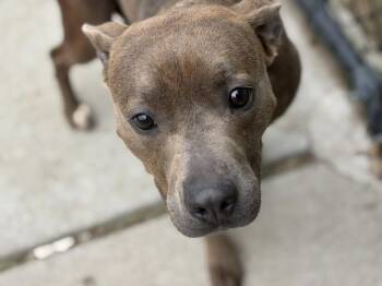 Pit Bull Terrier and Mixed Breed Dogs Available for Adoption in Tulsa, Oklahoma - REESE | PetCurious