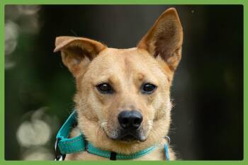 Monty -  Shepherd and Labrador Retriever Dog for Adoption in Amherst, Massachusetts - Monty | PetCurious