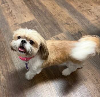 Shih Tzu Dogs Available for Adoption in Ellijay, Georgia - Buffy | PetCurious