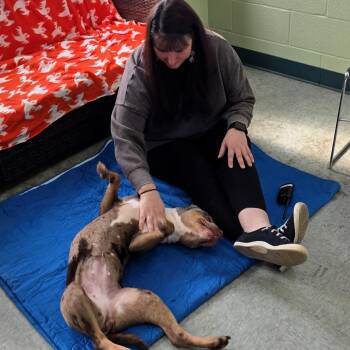 Pit Bull Terrier Dogs Available for Adoption in Michigan City, Indiana - Zuri | PetCurious
