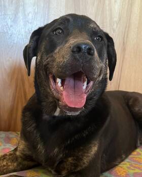 Rescue Mastiff and Labrador Retriever Dogs for Adoption in West Richland, Washington - Tank | PetCurious