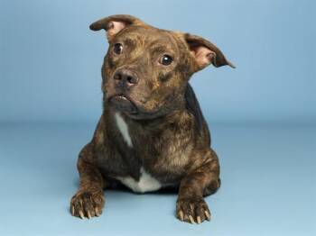 KIDD -  Pit Bull Terrier Dog for Adoption in Phoenix, Arizona - KIDD | PetCurious