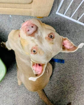 Rescue Pit Bull Terrier Dogs for Adoption in Cool, California - Yoda | PetCurious