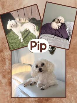Pip -  Maltese Dog for Adoption in Fort Wayne, Indiana - Pip | PetCurious