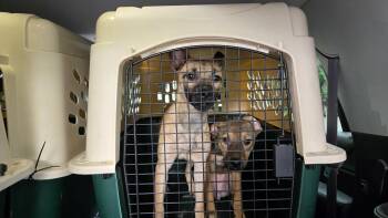 Charlotte 6584 -  German Shepherd Dog and Belgian Shepherd Malinois Dog for Adoption in Centreville, Virginia - Charlotte 6584 | PetCurious