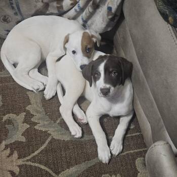 Rescue Pit Bull Terrier and Beagle Dogs for Adoption in Floyd, Virginia - Lexa And Lefty *Courtesy Post* | PetCurious