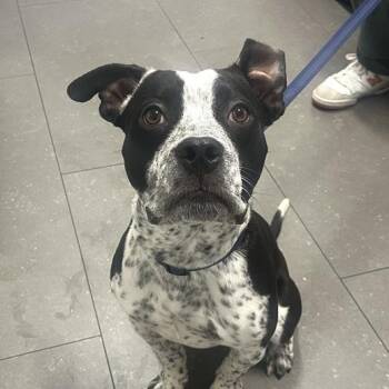 Pit Bull Terrier and Cattle Dog Dogs Available for Adoption in Los Angeles, California - Elmer | PetCurious