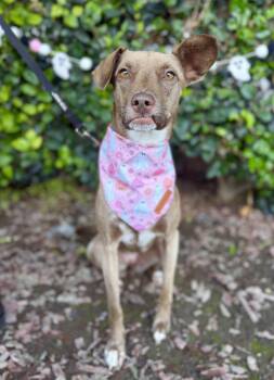 Rescue Chihuahua and Pit Bull Terrier Dogs for Adoption in South El Monte, California - Spirit | PetCurious