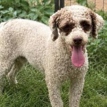 Tuffie -  Poodle Dog for Adoption in Pelham, New Hampshire - Tuffie | PetCurious