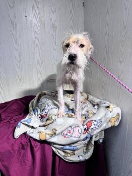 Border Terrier Dogs Available for Adoption in Opelousas, Louisiana - MARY KATE | PetCurious