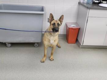 German Shepherd Dog and Mixed Breed Dogs Available for Adoption in Omaha, Nebraska - AURORA | PetCurious