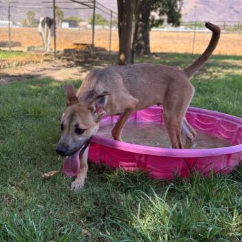 Rescue Boxer and Shepherd Dogs for Adoption in San Jacinto, California - Clyde | PetCurious