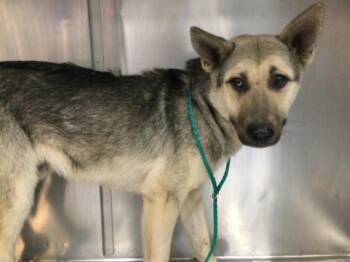 German Shepherd Dog and Mixed Breed Dogs Available for Adoption - PAUL | PetCurious