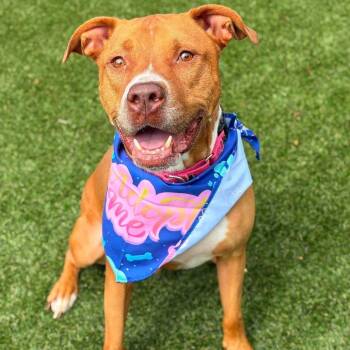 Sundae -  Terrier and Mixed Breed Dog for Adoption in Mooresville, North Carolina - Sundae | PetCurious