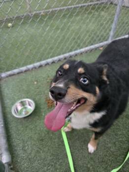 Australian Shepherd Dogs Available for Adoption in Fort Collins, Colorado - Azul | PetCurious