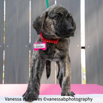 Hound Dogs Available for Adoption in Wake Forest, North Carolina - Cayley | PetCurious