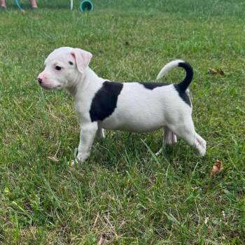 Lovely -  Boxer and Mixed Breed Dog for Adoption in Overland Park, Kansas - Lovely | PetCurious