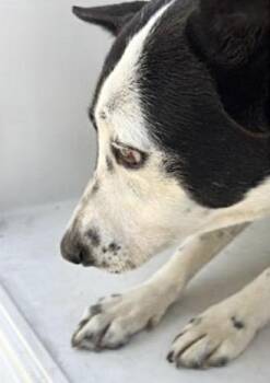 Australian Cattle Dog Blue Heeler Dogs Available for Adoption - A652375 | PetCurious