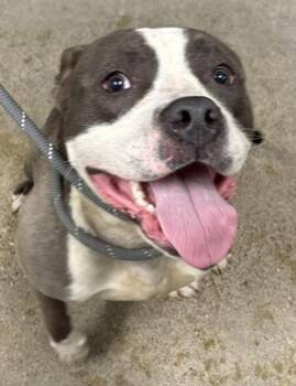Ricky Bobby -  Pit Bull Terrier Dog for Adoption in Cleveland, Ohio - Ricky Bobby | PetCurious