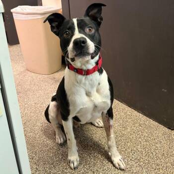 Jake -  Pit Bull Terrier Dog for Adoption in Columbia, Missouri - Jake | PetCurious