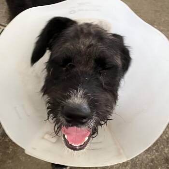 Frisco -  German Wirehaired Pointer Dog for Adoption in Washington, Pennsylvania - Frisco | PetCurious