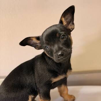 Valentino -  Chihuahua and Dachshund Dog for Adoption in San Antonio, Texas - Valentino | PetCurious