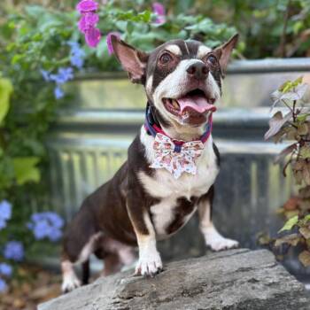 Rescue Chihuahua and Terrier Dogs for Adoption in Fairfield, Connecticut - Grover | PetCurious