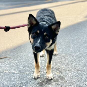 Ariel -  Mixed Breed and Shepherd Dog for Adoption in Salt Lake City, Utah - Ariel | PetCurious