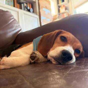 Ridglan Beagles (M/F) -  Beagle Dog for Adoption in Chicago, Illinois - Ridglan Beagles (M/F) | PetCurious