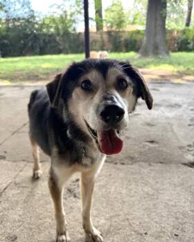Felix -  Mixed Breed Dog for Adoption in Memphis, Tennessee - Felix | PetCurious