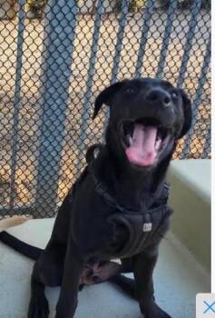 Wesley -  German Shepherd Dog and Labrador Retriever Dog for Adoption in Lancaster, California - Wesley | PetCurious