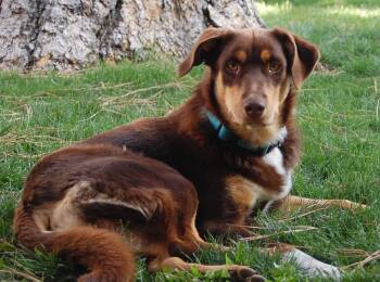 Tank -  Australian Shepherd and Border Collie Dog for Adoption in Bend, Oregon - Tank | PetCurious