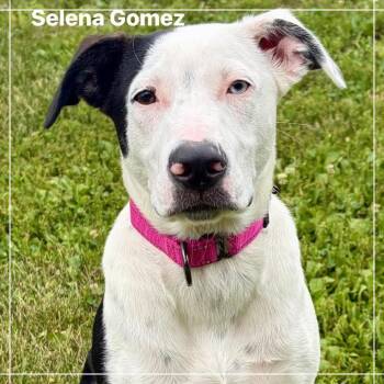 Selena Gomez -  Labrador Retriever Dog for Adoption in Pekin, Illinois - Selena Gomez | PetCurious