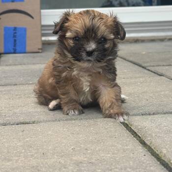 Jamie Lee Curtis -  Shih Tzu and Miniature Poodle Dog for Adoption in Northville, Michigan - Jamie Lee Curtis | PetCurious