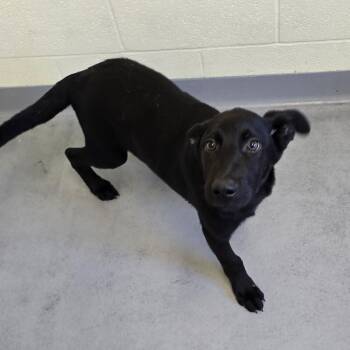 nelson -  Black Labrador Retriever and German Shepherd Dog Dog for Adoption in Glasgow, Kentucky - Nelson | PetCurious