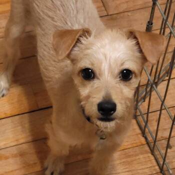 Rescue Terrier and Mixed Breed Dogs for Adoption in Houston, Texas - Blondie | PetCurious