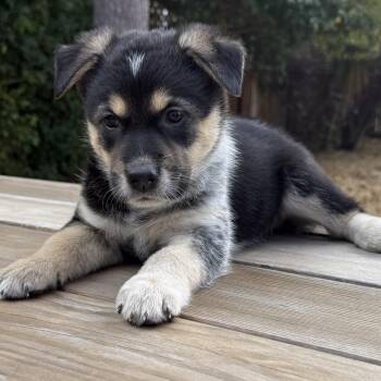 HOT POCKET -  Retriever and Mixed Breed Dog for Adoption in Richmond, California - HOT POCKET | PetCurious