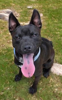 Abe -  Labrador Retriever and American Staffordshire Terrier Dog for Adoption in Kingman, Arizona - Abe | PetCurious