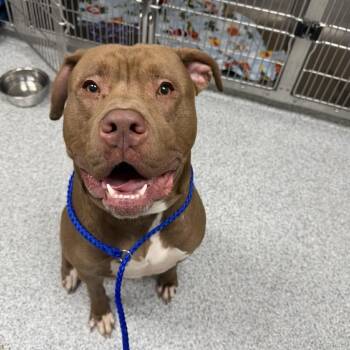 Archie -  American Staffordshire Terrier Dog for Adoption in Grand Rapids, Michigan - Archie | PetCurious