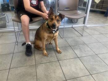 American Staffordshire Terrier Dogs Available for Adoption in San Antonio, Texas - PENGUIN | PetCurious
