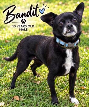 Bandit -  Chihuahua Dog for Adoption in Kingsland, Georgia - Bandit | PetCurious