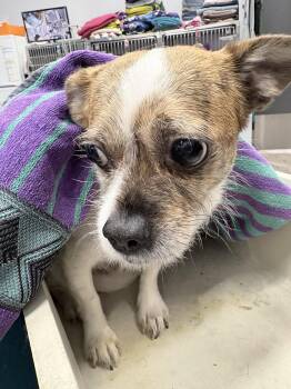 Samson*foster or adopter needed* -  Chihuahua Dog for Adoption in Minneapolis, Minnesota - Samson*foster Or Adopter Needed* | PetCurious