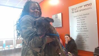 Rescue Plott Hound Dogs for Adoption in Louisville, Kentucky - DAINTY DEMI | PetCurious