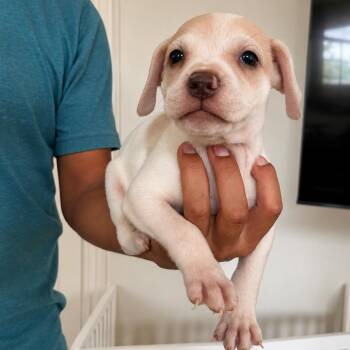 Chai -  American Staffordshire Terrier and Great Dane Dog for Adoption in San Diego, California - Chai | PetCurious