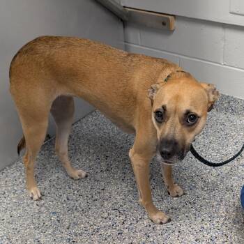 Layla -  Mixed Breed Dog for Adoption in Greenville, South Carolina - Layla | PetCurious
