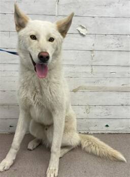 Siberian Husky Dogs Available for Adoption - ASHTON | PetCurious
